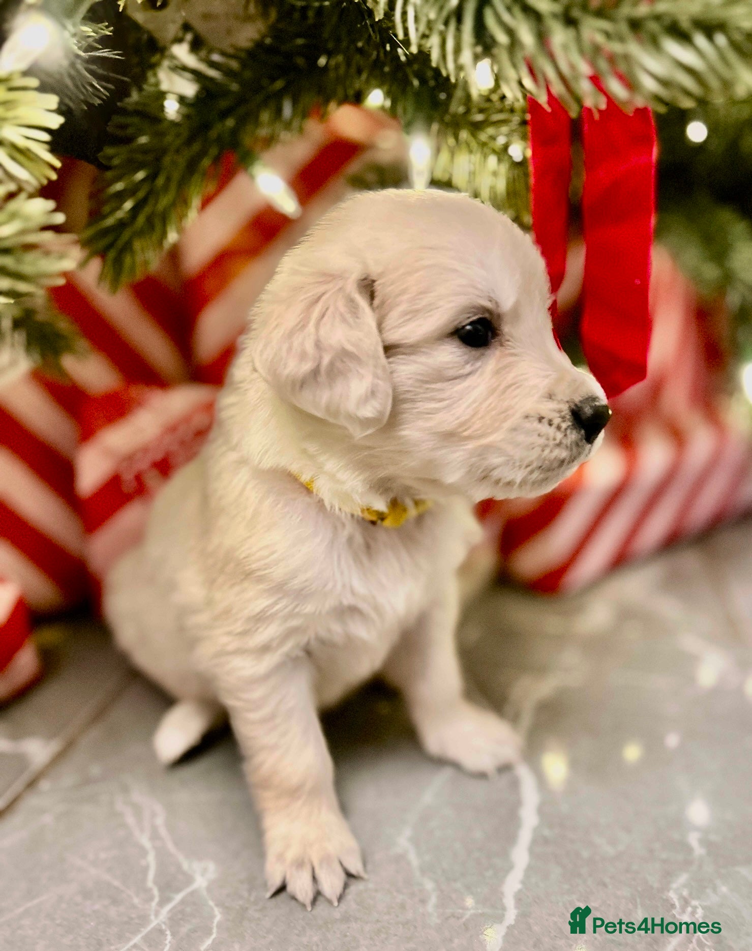 Golden Retriever dogs LAST ONE! KC REG CHUNKY GOLDEN RETRIEVER BOYS  - Advert 17