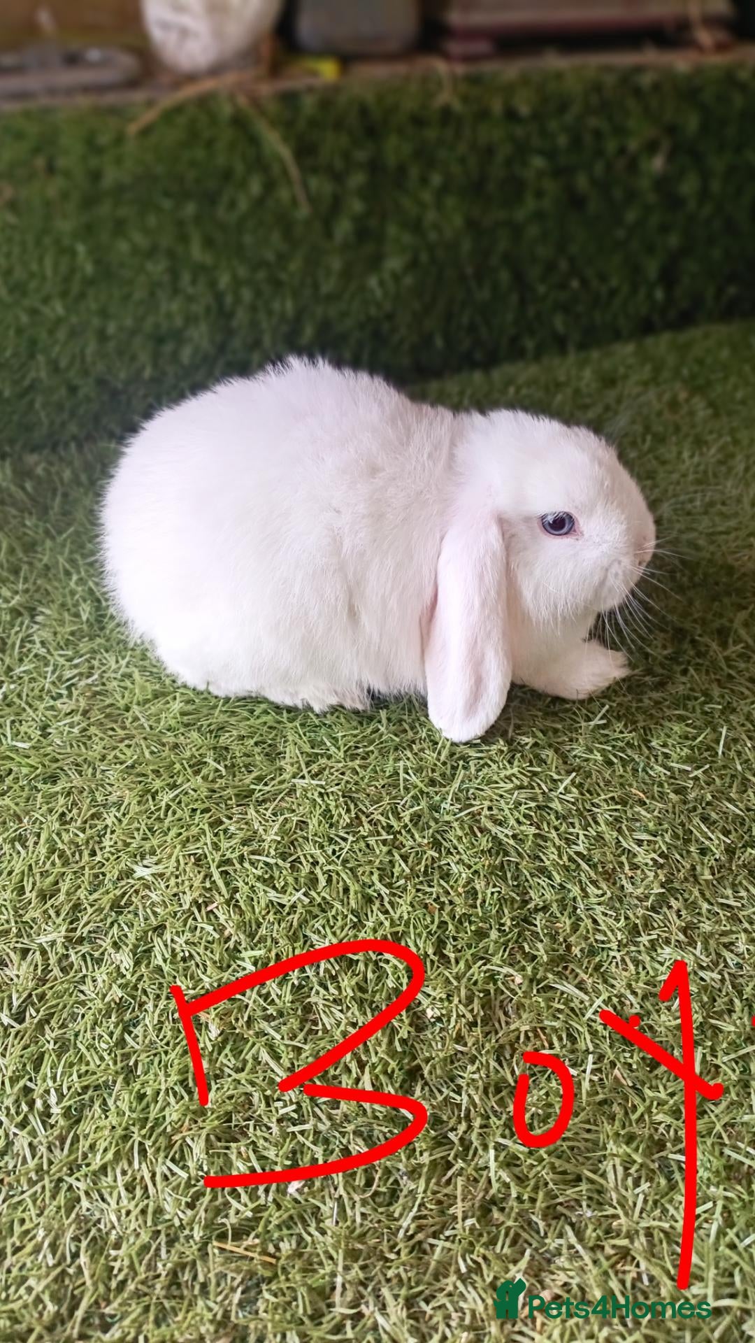 Mini Lop rabbits Mini lops  - Advert 22