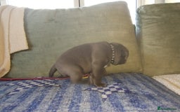 Staffordshire Bull Terrier dogs for sale: Blue Staffie Pups - Image 11