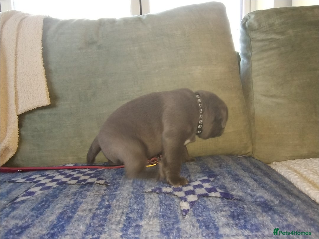 Staffordshire Bull Terrier dogs for sale: Blue Staffie Pups - Image 11