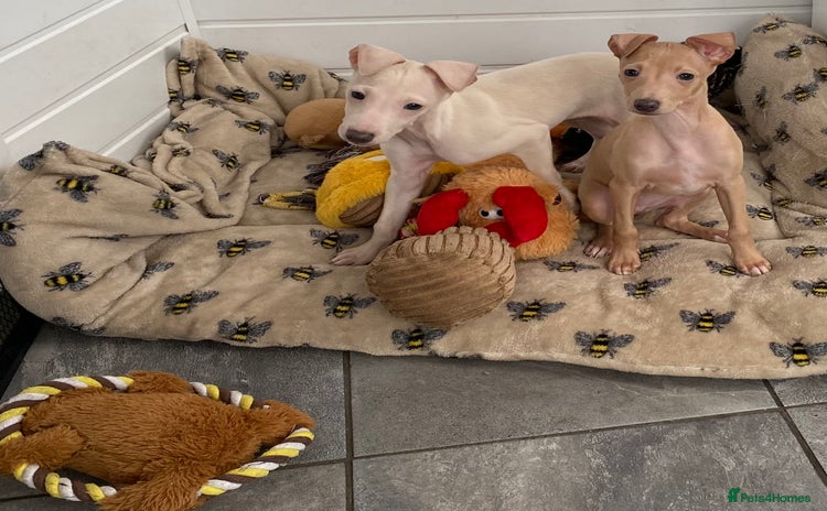 Italian Greyhound dogs ITALIAN GREYHOUND PUPPIES  - Advert 4