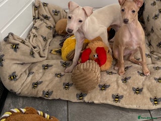 Italian Greyhound dogs ITALIAN GREYHOUND PUPPIES - Advert 2