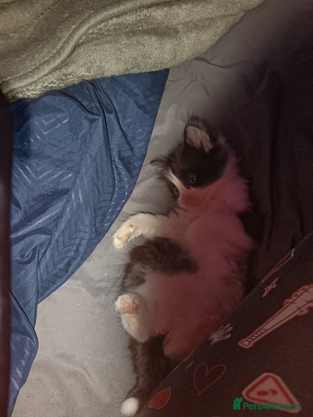 Mixed Breed cats for sale: Mix bread kittens black and black white fluffy  - Image 5