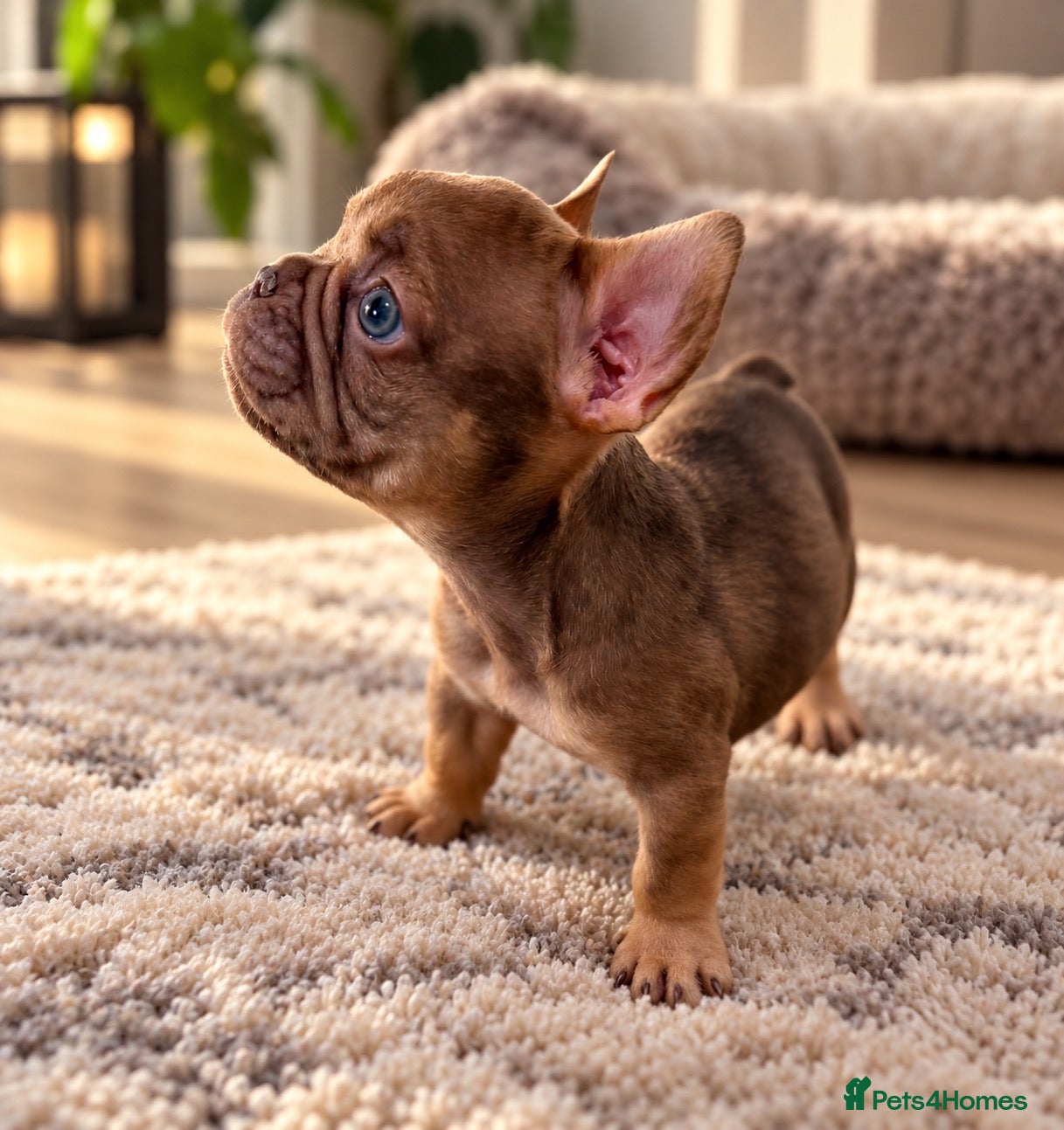 French Bulldog dogs 🐾 6 Beautiful KC Registered French Bulldog Puppys - Advert 2