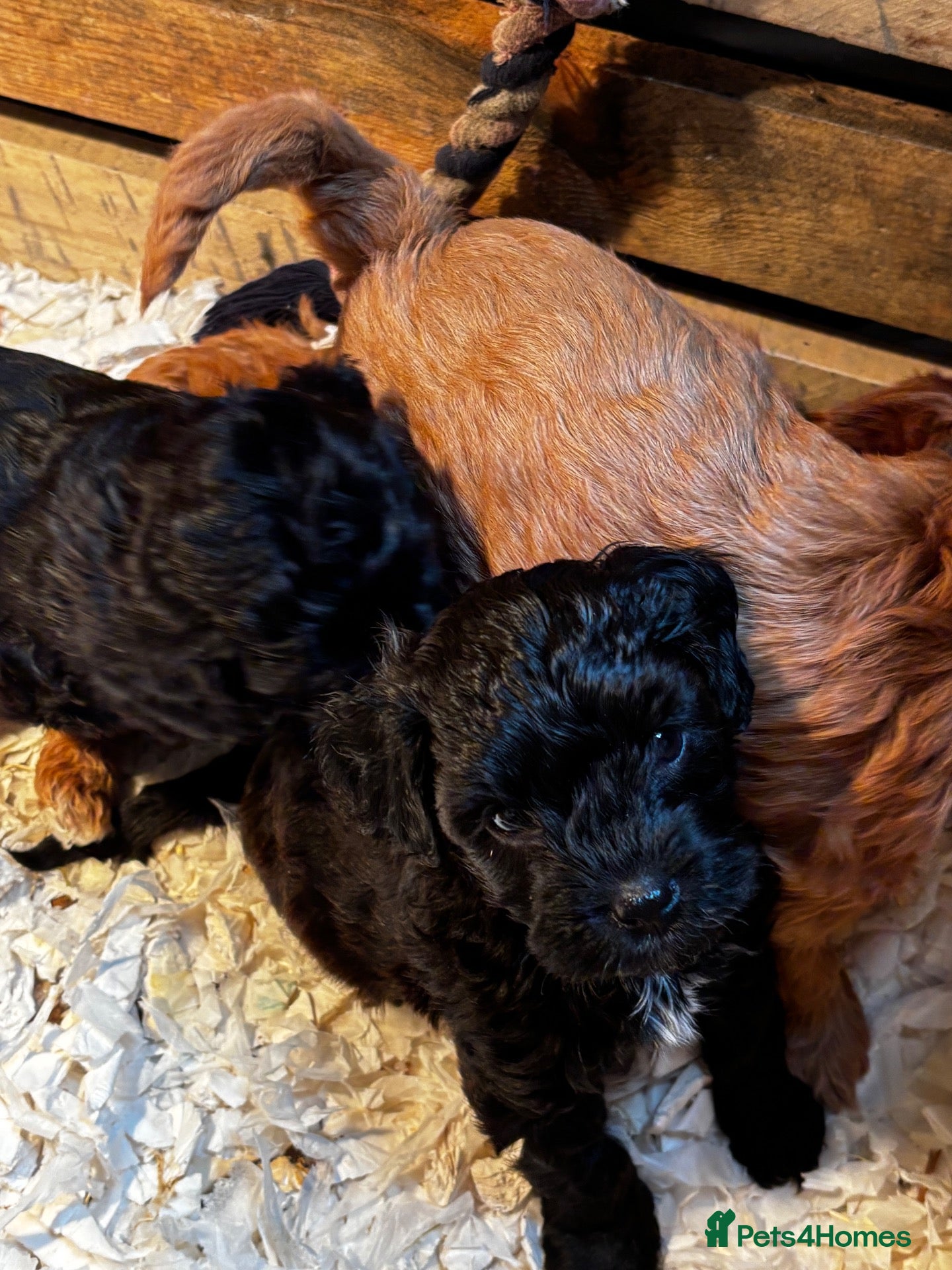 Cavapoo dogs Beautiful Cavapoos available  - Advert 2