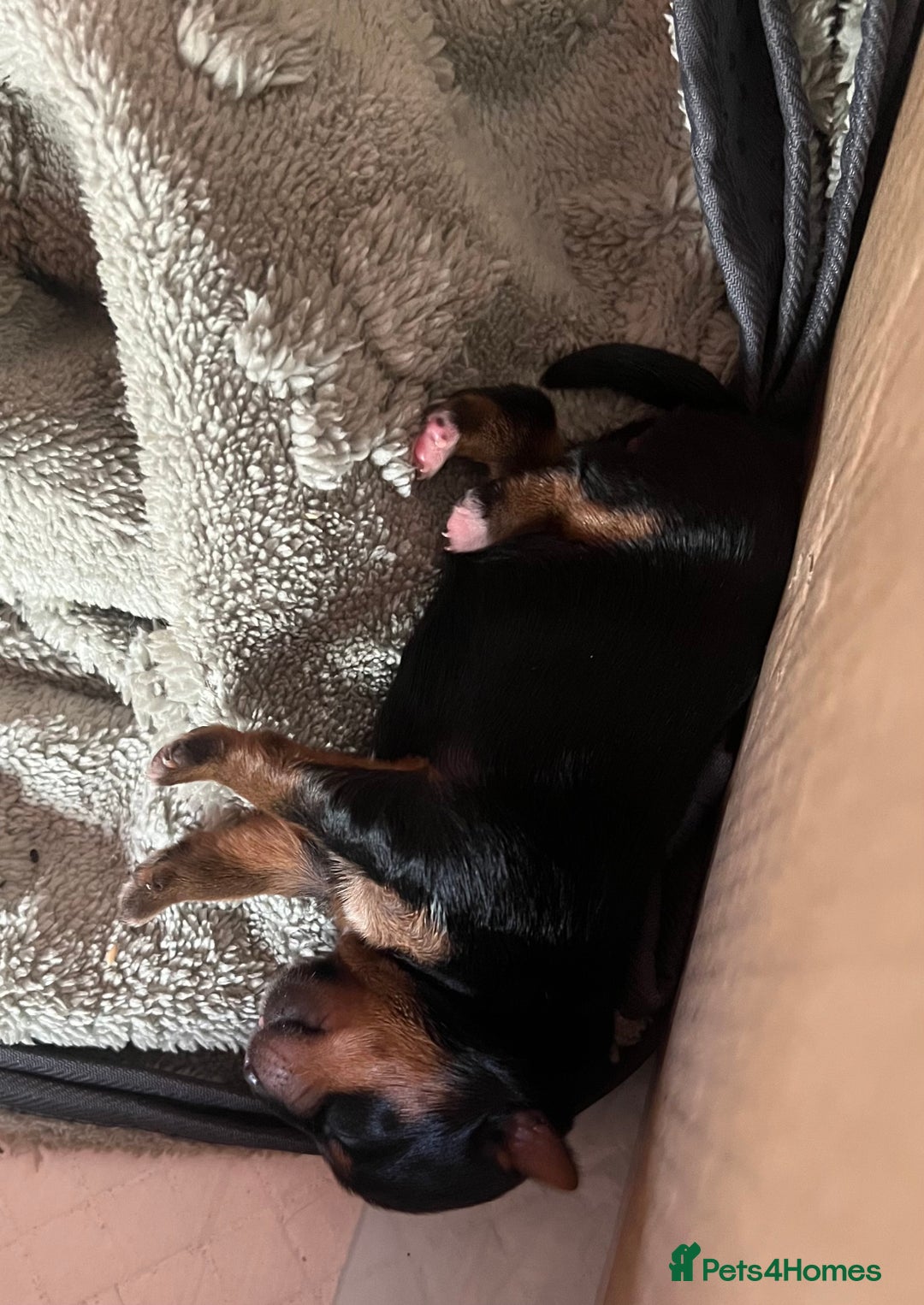 Yorkshire Terrier dogs for sale: Adorable yorkie puppies  - Image 2