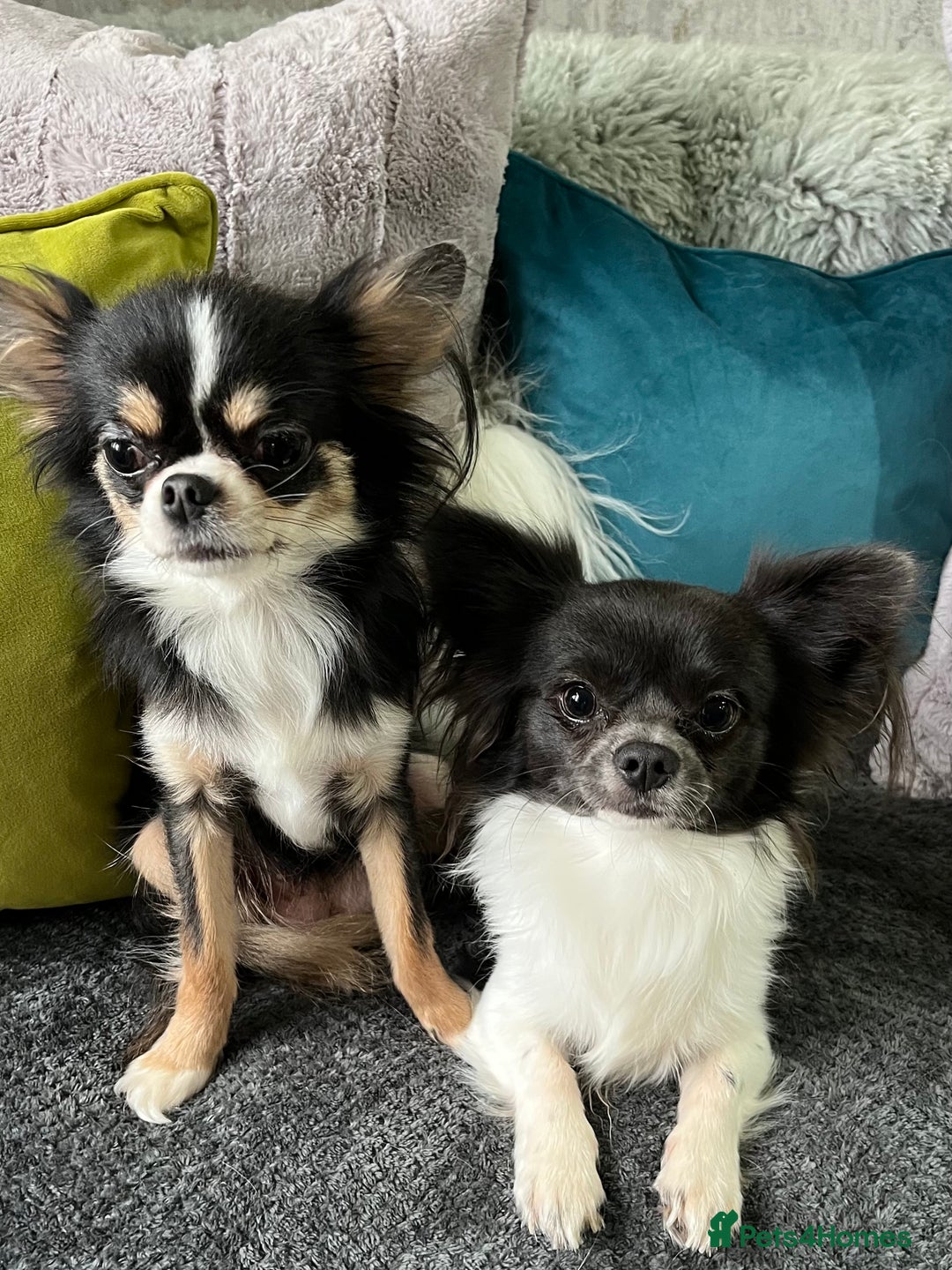 Chihuahua dogs for sale: LC Female Chihuahua  - Advert 9