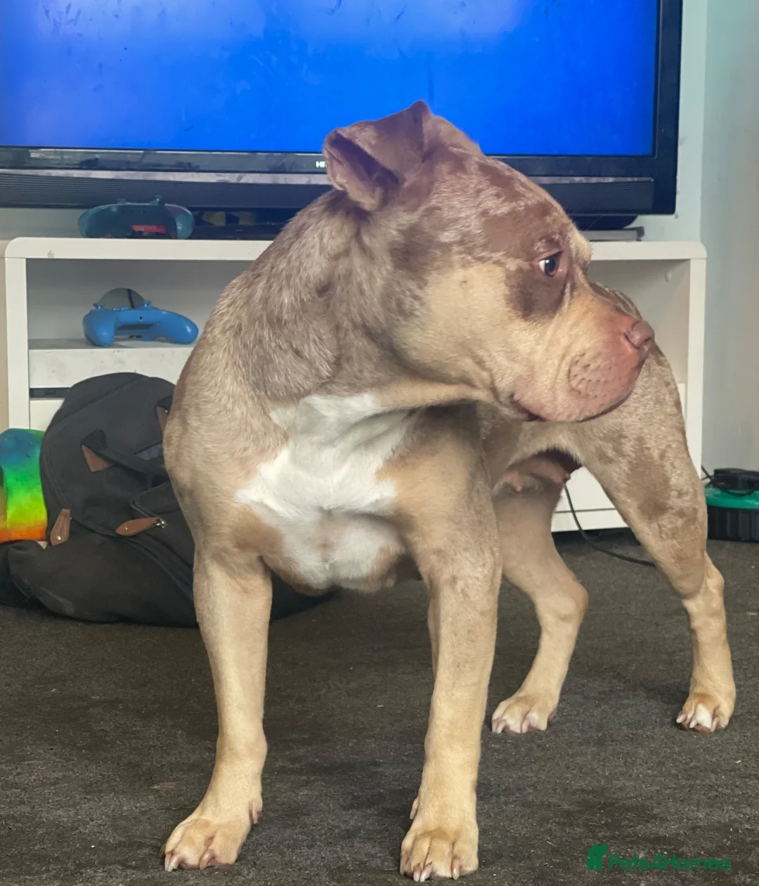 American Bully dogs for sale: Reverse tri chocolate Merle  - Advert 5
