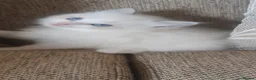 Ragdoll cats for sale: Ragdoll kittens  - Advert 5