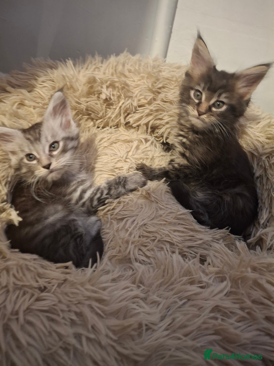 Maine Coon cats for sale: 💫Stunning Maine Coon Kittens 💫 - Image 5