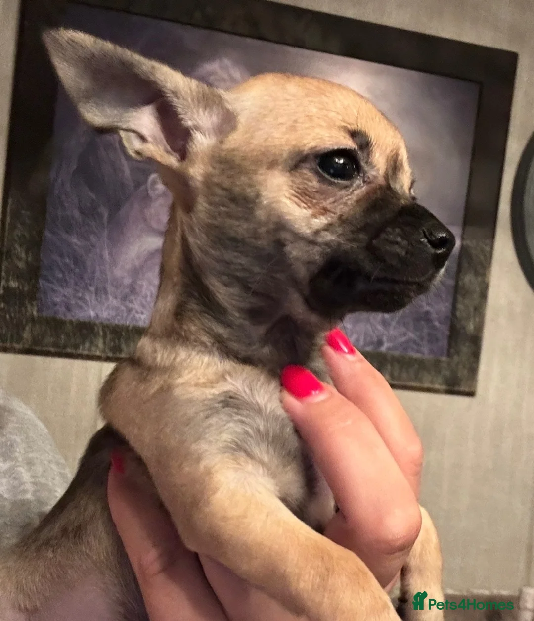 Chihuahua dogs for sale: Chocolate, Blue and Sable Small Chihuahua puppies  - Advert 2
