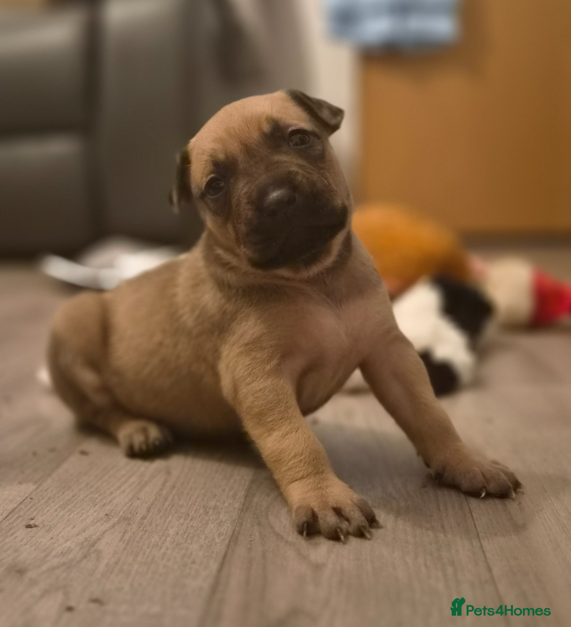 Mixed Breed dogs Bull herders  - Advert 1