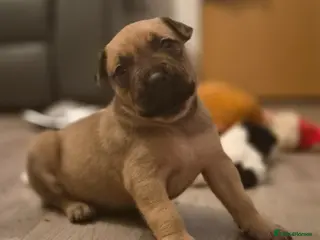 Mixed Breed dogs Bull herders - Advert 2