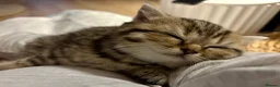 British Shorthair cats for sale: 🏆😍 Irresistible Golden Chinchilla’s Mini BSH🏆😍 - Advert 22