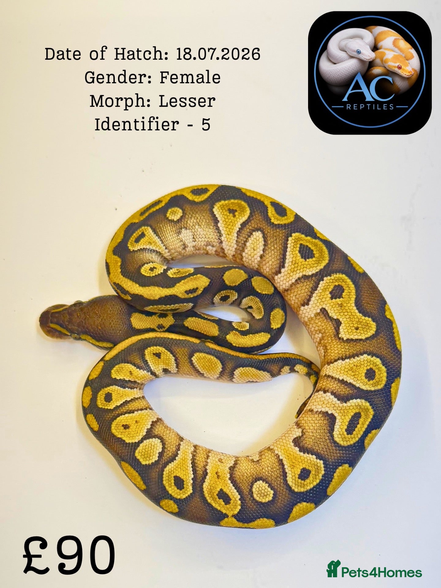 Python Snake reptiles for sale: Ball Pythons for Sale - Advert 2