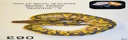 Python Snake reptiles for sale: Ball Pythons for Sale - Advert 2