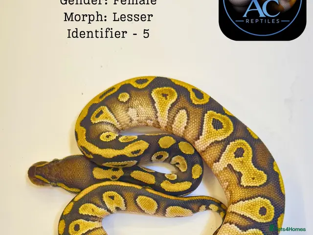 Python Snake reptiles for sale: Ball Pythons for Sale - Advert 2