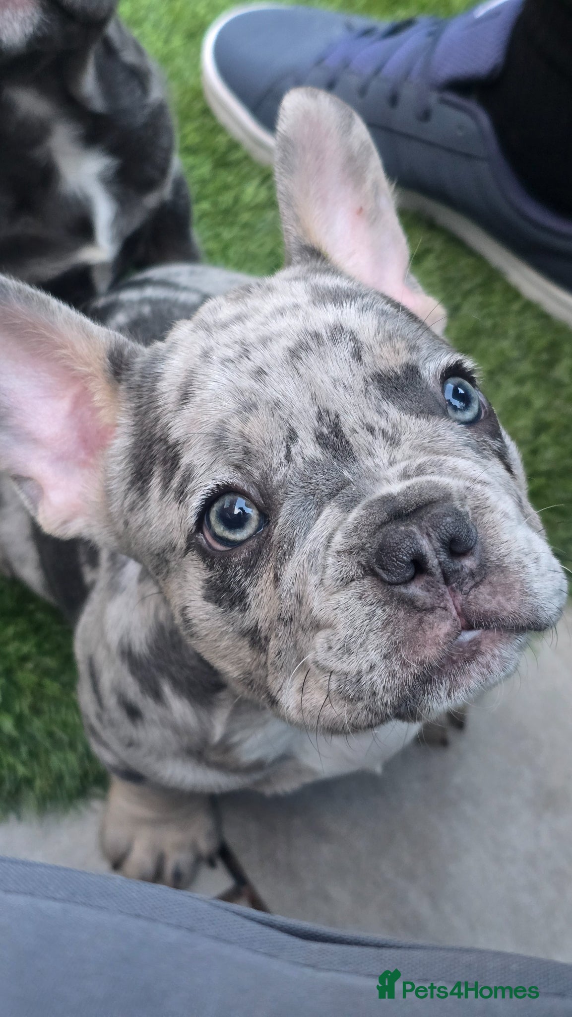 French Bulldog dogs 🐾 chunky french bulldog pups 🐾 - Advert 5
