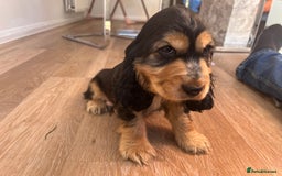 Cocker Spaniel dogs for sale: Show type cocker spaniel  - Image 2