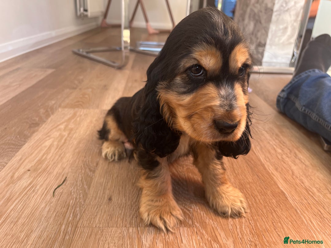 Cocker Spaniel dogs for sale: Show type cocker spaniel  - Image 2