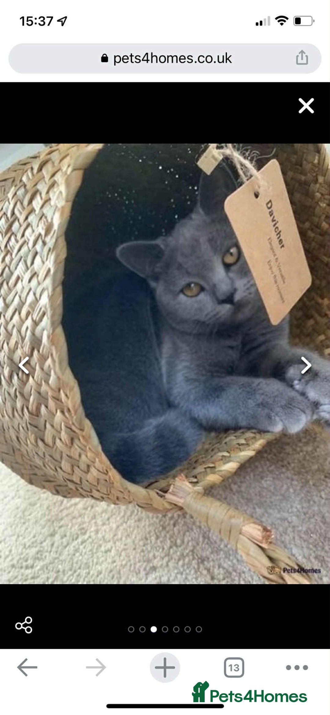 British Shorthair cats for sale: British Shorthair Kitten 4 - Image 5