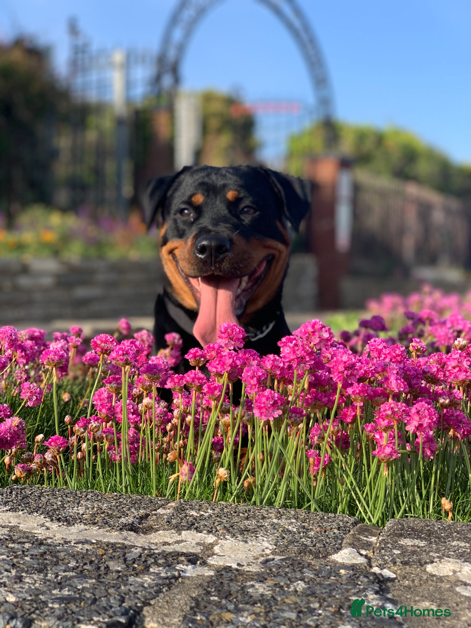 Rottweiler dogs URGENTLY needs a forever home! - Advert 1