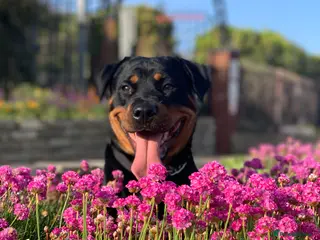 Rottweiler dogs URGENTLY needs a forever home! - Advert 1