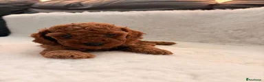 Cavapoo 3