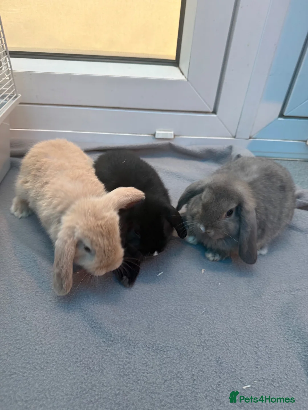 Mini Lop rabbits for sale: Mini loop bunnies  - Advert 1