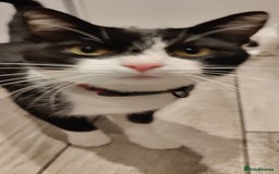 Mixed Breed cats for sale: Kitten's  - Image 8