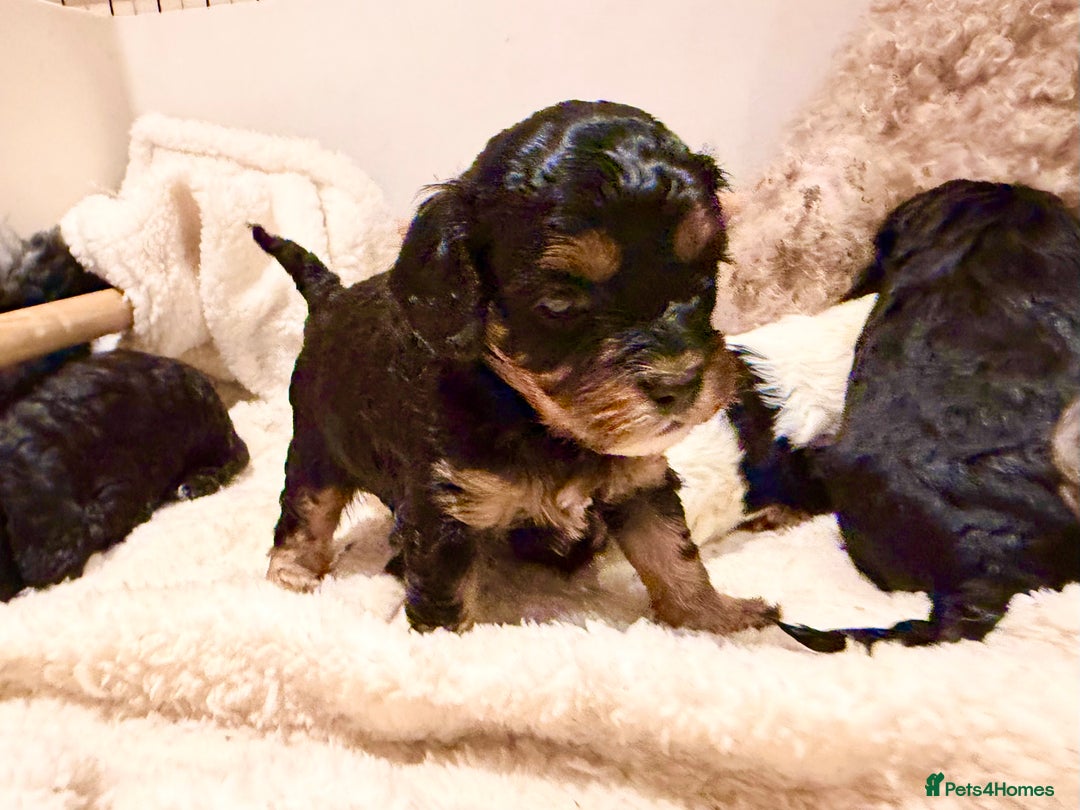Cavapoo dogs for sale: Ready to leave! Top Class Cavapoo puppies.  - Advert 16
