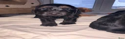 Cockapoo dogs for sale: 7 Beautiful F1 Cockapoo Puppies  - Advert 18