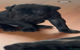 Cane Corso dogs for sale: 🐾‼️💕LAST GIRL💕‼️🐾 - Advert 20