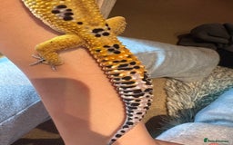 Leopard Gecko reptiles for sale: Male leopard gecko  - Advert 6