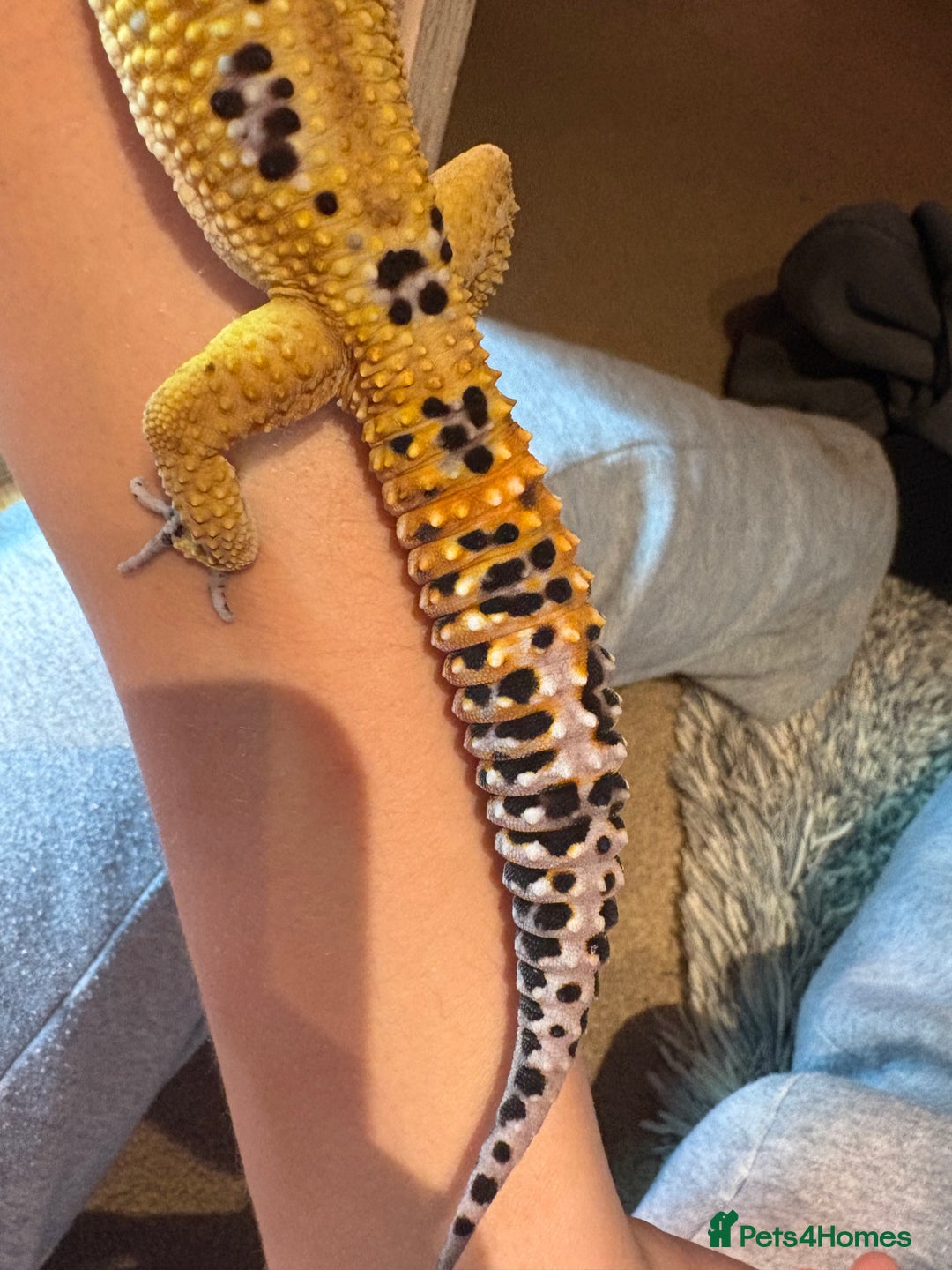Leopard Gecko reptiles for sale: Male leopard gecko  - Advert 6