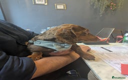 Miniature Dachshund dogs for stud: *🐾 Stud Available – Miniature Dachshund 🐾 - Image 1