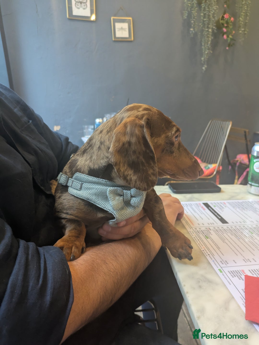 Miniature Dachshund dogs for stud: *🐾 Stud Available – Miniature Dachshund 🐾 - Image 1