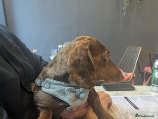 Miniature Dachshund dogs - Advert 11