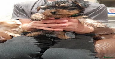 Yorkshire Terrier dogs - Advert 3