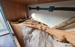 Corn Snake reptiles for sale: Free cornsnake needs rehoming - Image 4