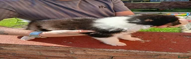 Border Collie 4