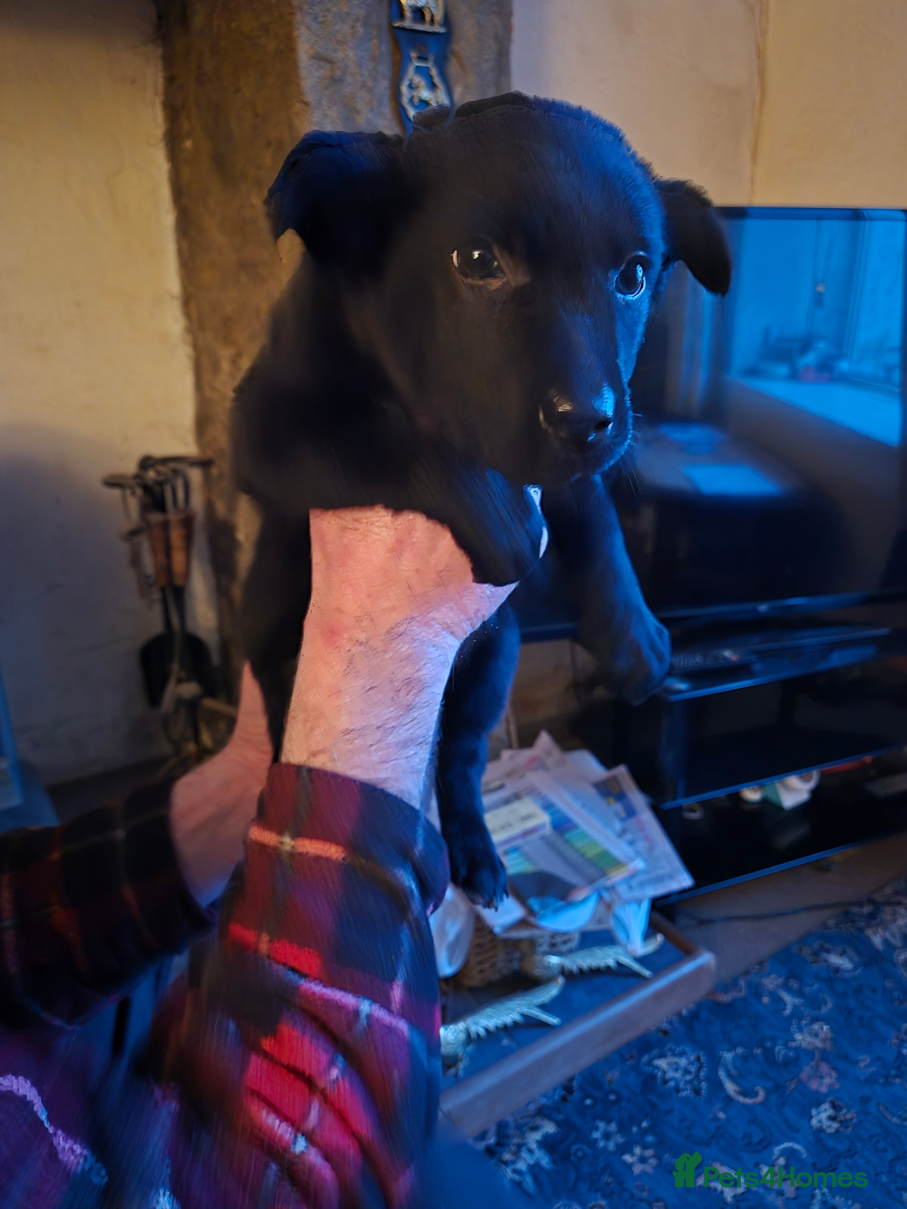 Mixed Breed dogs Kelpie cross collie pups. *EDIT* 2 BOYS AVAILABLE. - Advert 13