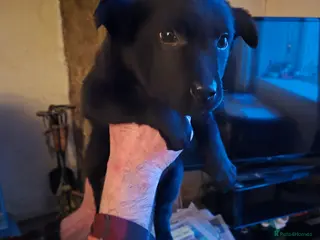 Mixed Breed dogs Kelpie cross collie pups. *EDIT* 2 BOYS AVAILABLE. - Advert 13