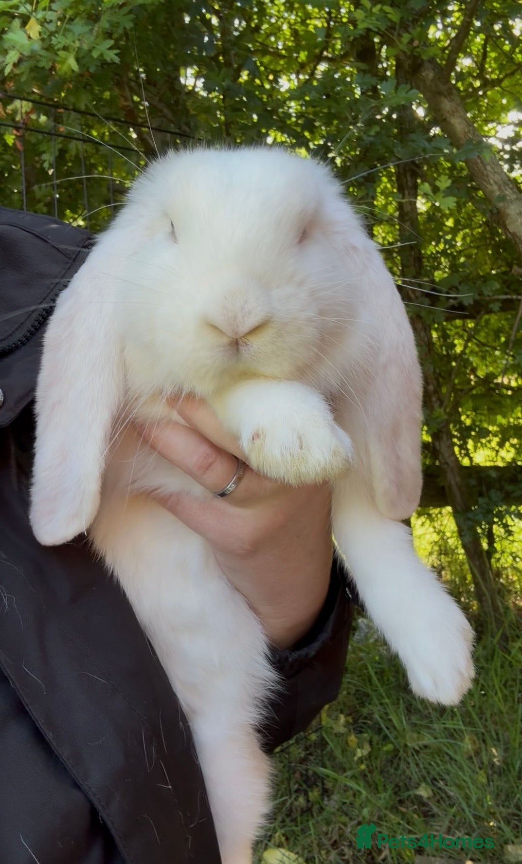 French Lop rabbits French lop babies ready to leave now.  - Advert 4