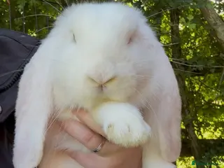French Lop rabbits French lop babies ready to leave now. - Advert 4