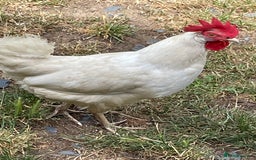 Chickens poultry for sale: Leghorn Chicken  - Image 2