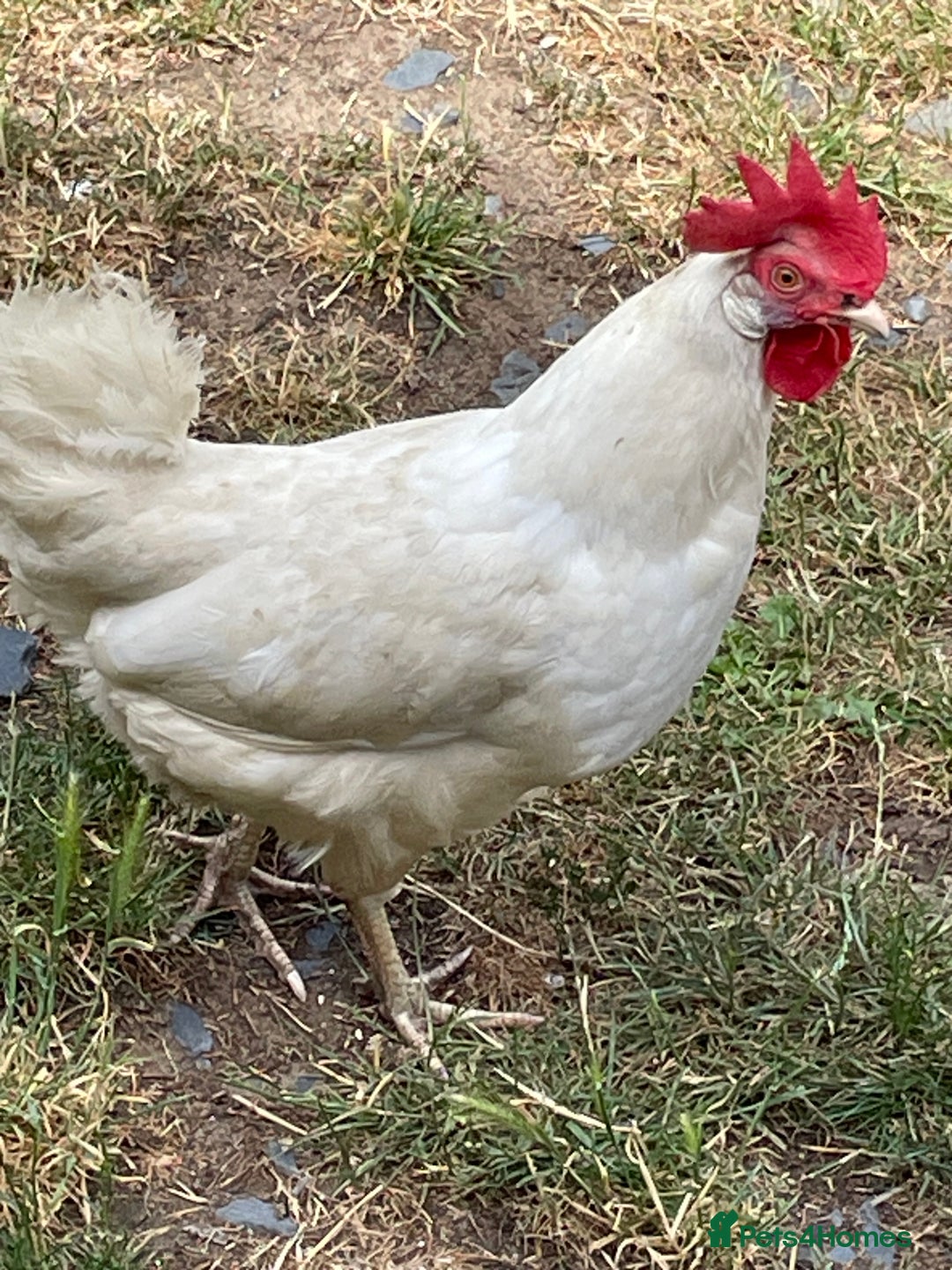 Chickens poultry for sale: Leghorn Chicken  - Image 2