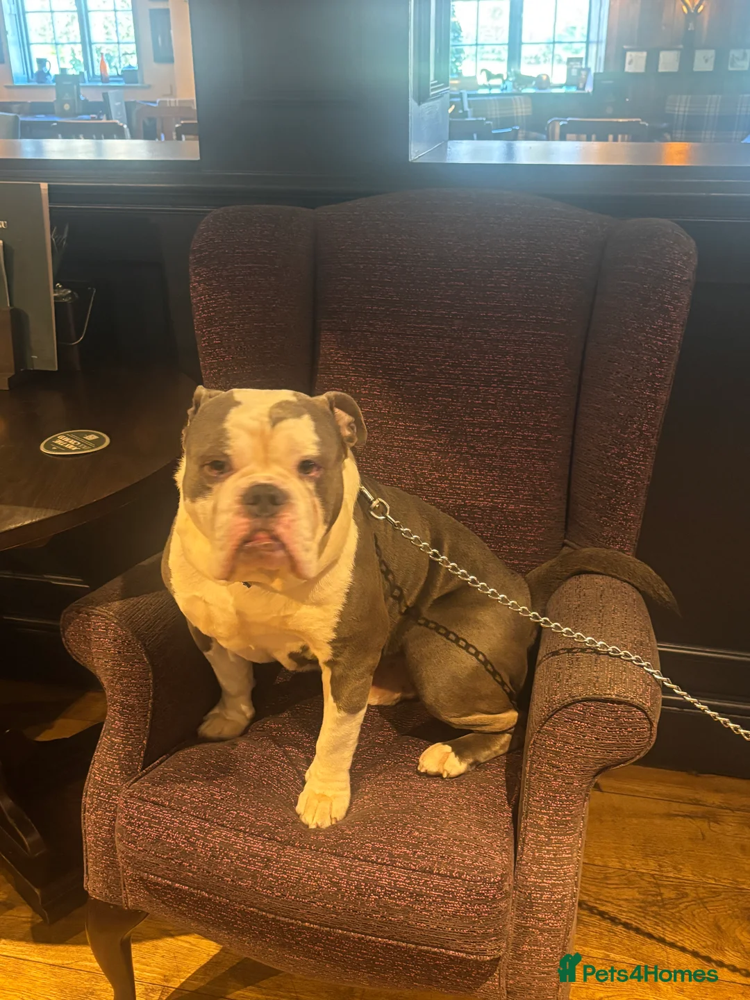 Old Tyme Bulldog dogs for stud: Old tyme bulldog  in Middlesbrough - Advert 1