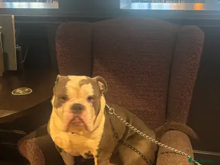 Old Tyme Bulldog dogs Old tyme bulldog - Advert 1