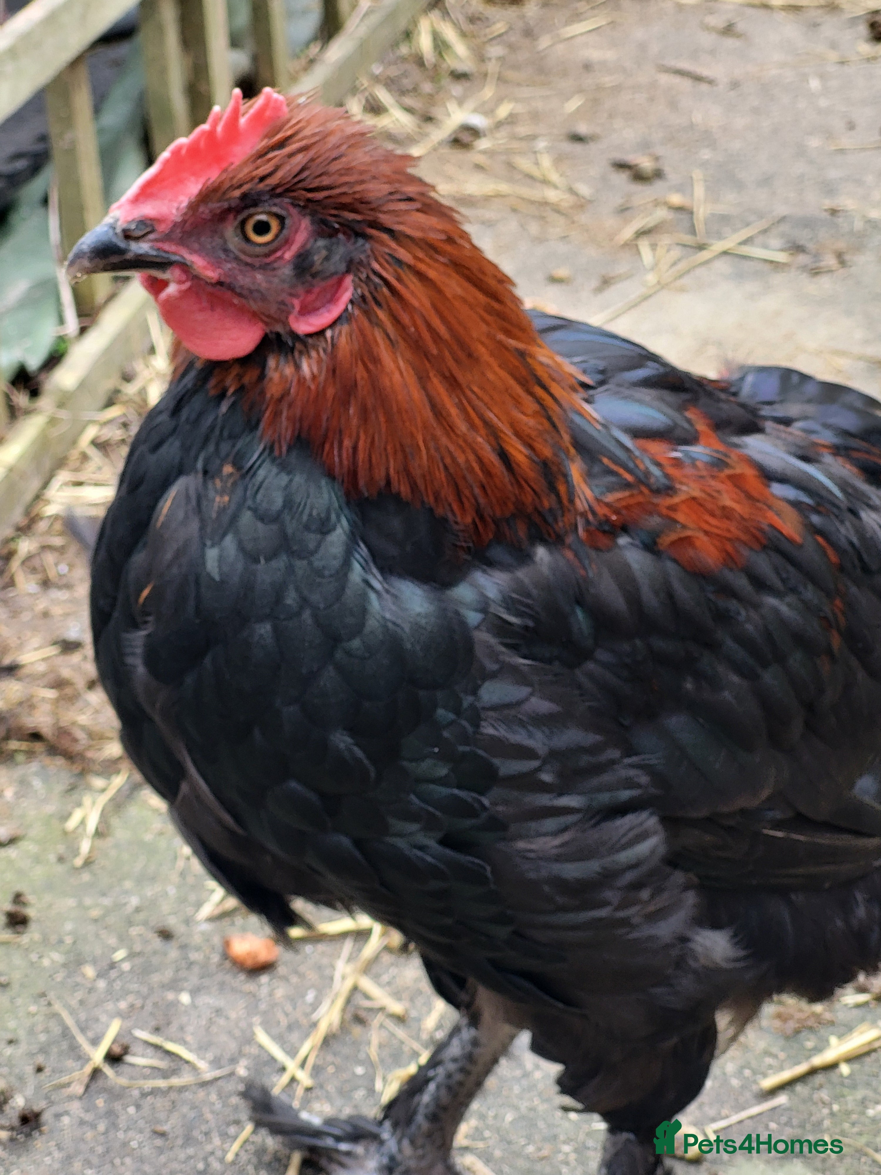 Chickens poultry Free to good home copper maran cockeral - Advert 1